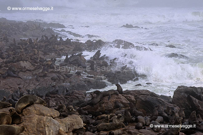 Cape Cross 36-14-08